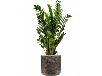 44922 1 zamioculcas zamiifolia v obalu baq luxe lite universe wrinkle substrat vulkastrat prumer 33 cm