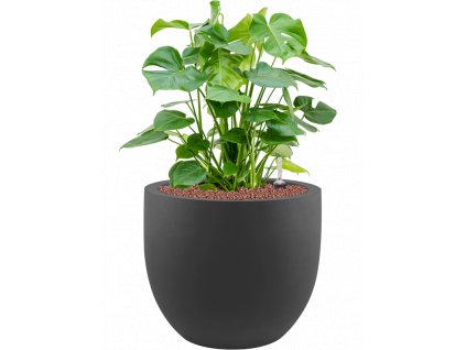 45003 1 monstera deliciosa v obalu stretto hydroponie prumer 45 cm
