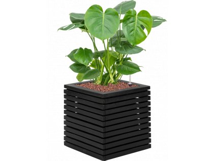 45012 1 monstera deliciosa v obalu marrone orizzontale hydroponie prumer 40 cm