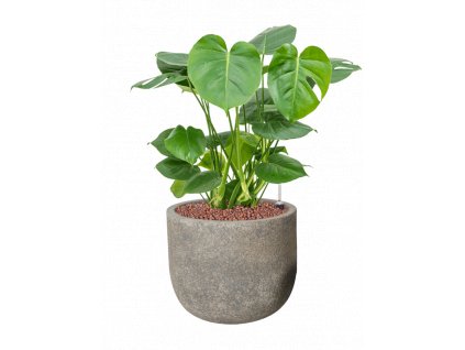 45018 1 monstera deliciosa v obalu cement hydroponie prumer 31 cm