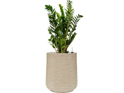 45051 1 zamioculcas zamiifolia v obalu baq dune substrat vulkastrat prumer 38 cm