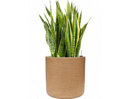 45054 1 sansevieria trifasciata laurentii v obalu baq dune substrat vulkastrat prumer 44 cm