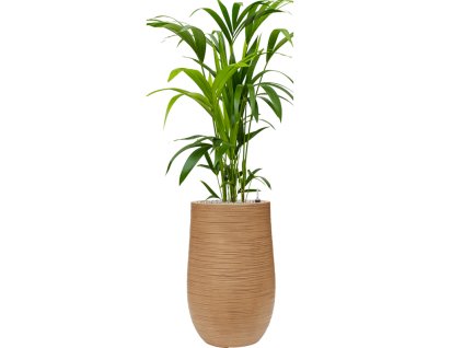 45060 1 kentia howea forsteriana v obalu baq dune substrat vulkastrat prumer 35 cm