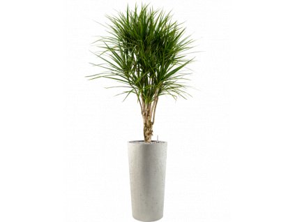 45072 1 dracaena marginata v obalu grigio substrat vulkastrat prumer 36 cm