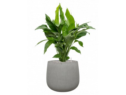 45099 1 spathiphyllum sweet lauretta v obalu ridged vertically substrat vulkastrat prumer 40 cm