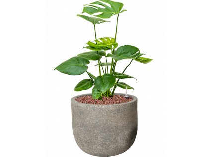 45129 1 monstera deliciosa v obalu cement hydroponie prumer 25 cm