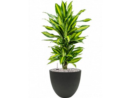 45168 1 dracaena fragrans cintho v obalu rough substrat vulkastrat prumer 25 cm