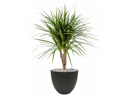 45177 1 dracaena marginata v obalu rough substrat vulkastrat prumer 25 cm