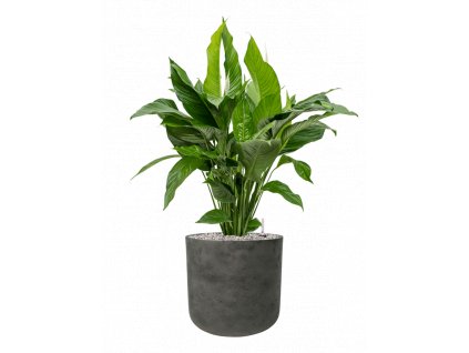 45204 1 spathiphyllum sweet lauretta v obalu rough substrat vulkastrat prumer 32 cm