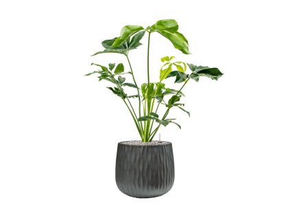 45264 1 philodendron green wonder v obalu wave substrat vulkastrat prumer 42 cm