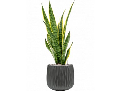 45288 1 sansevieria trifasciata laurentii v obalu wave substrat vulkastrat prumer 29 cm