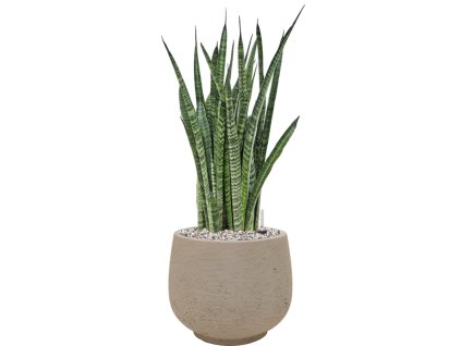 45303 1 sansevieria zeylanica narrow v obalu rough substrat vulkastrat prumer 24 cm