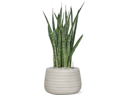 45312 1 sansevieria zeylanica narrow v obalu baq angle substrat vulkastrat prumer 24 cm