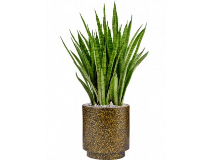 45324 1 sansevieria kirkii v obalu capi lux terrazzo substrat vulkastrat prumer 23 cm