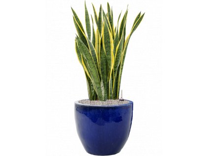 45333 1 sansevieria trifasciata laurentii v obalu plain substrat vulkastrat prumer 46 cm