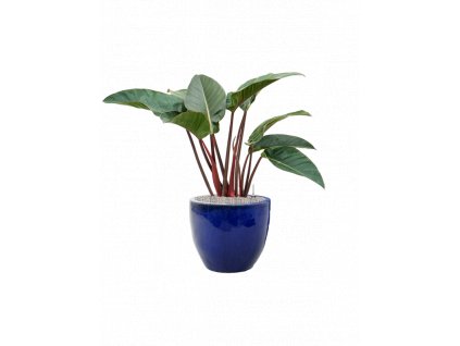 45336 1 philodendron red beauty v obalu plain substrat vulkastrat prumer 46 cm