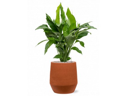 45363 1 spathiphyllum sweet lauretta v obalu humus substrat vulkastrat prumer 30 cm