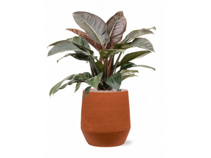 45369 1 philodendron imperial red v obalu humus substrat vulkastrat prumer 30 cm