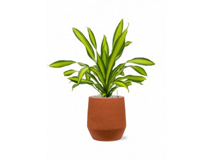 45372 1 dracaena fragrans charley v obalu humus substrat vulkastrat prumer 30 cm