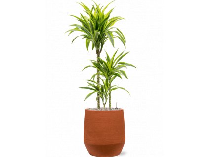 45375 1 dracaena fragrans lemon lime v obalu humus substrat vulkastrat prumer 30 cm