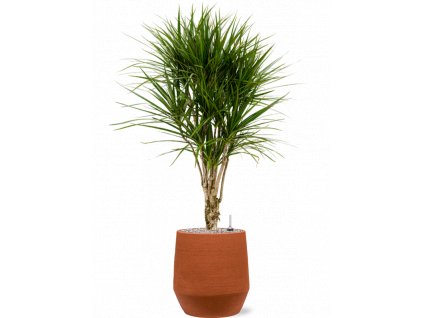 45378 1 dracaena marginata v obalu humus substrat vulkastrat prumer 30 cm