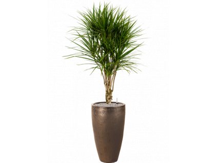 45381 1 dracaena marginata v obalu plain substrat vulkastrat prumer 41 cm