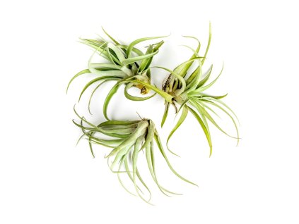 4538 tillandsia harrisii