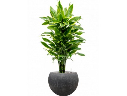 45393 1 dracaena fragrans golden coast v obalu baq raindrop substrat vulkastrat prumer 42 cm