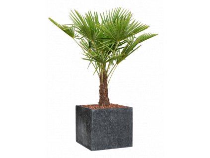 45438 1 trachycarpus fortunei v obalu baq raindrop substrat s mulcovaci kurou prumer 50 cm