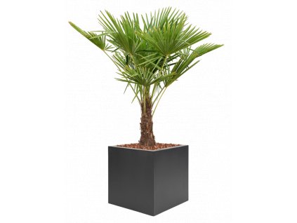 45441 1 trachycarpus fortunei v obalu stretto substrat s mulcovaci kurou prumer 50 cm