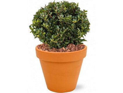 45456 1 ilex crenata dark green v obalu terra cotta substrat s mulcovaci kurou prumer 27 cm