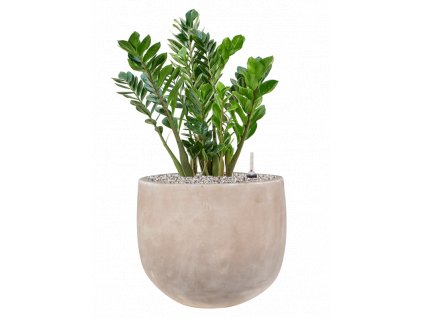 45471 1 zamioculcas zamiifolia v obalu terra cotta omar substrat vulkastrat prumer 38 cm