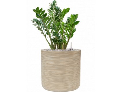 45483 1 zamioculcas zamiifolia v obalu baq dune substrat vulkastrat prumer 38 cm