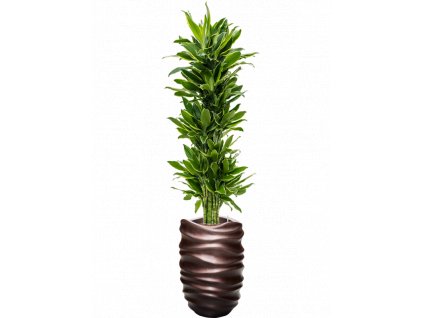 45546 1 dracaena fragrans golden coast v obalu baq gradient lee hydroponie prumer 40 cm