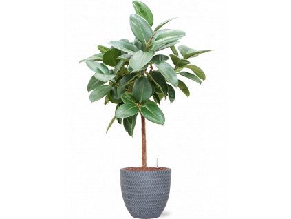 45564 1 ficus elastica robusta v obalu baq angle hydroponie prumer 30 cm