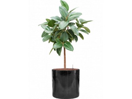 45567 1 ficus elastica robusta v obalu cylinder hydroponie prumer 40 cm