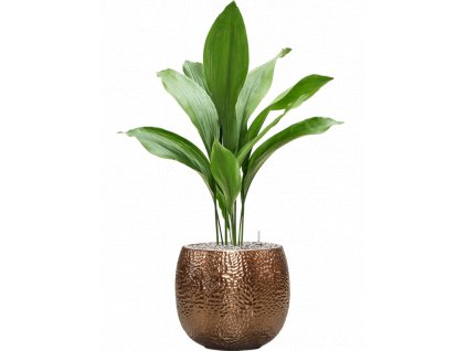 45612 1 aspidistra elatior v obalu marly substrat vulkastrat prumer 30 cm