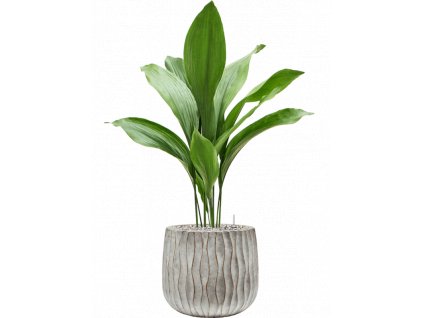 45624 1 aspidistra elatior v obalu wave substrat vulkastrat prumer 29 cm