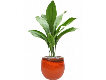 45633 1 aspidistra elatior v obalu charlotte substrat vulkastrat prumer 29 cm