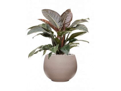 45654 1 philodendron imperial red v obalu rotunda urban substrat vulkastrat prumer 40 cm