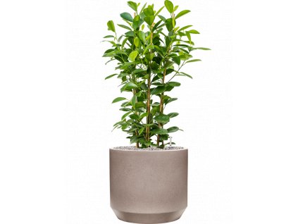 45690 1 ficus microcarpa moclame v obalu rotunda urban substrat vulkastrat prumer 35 cm