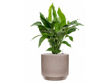 45693 1 spathiphyllum sweet lauretta v obalu rotunda urban substrat vulkastrat prumer 35 cm