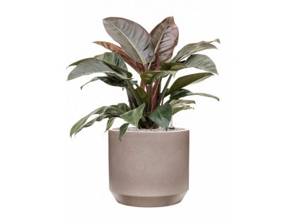 45696 1 philodendron imperial red v obalu rotunda urban substrat vulkastrat prumer 35 cm