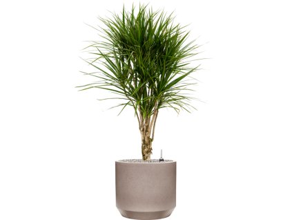 45699 1 dracaena marginata v obalu rotunda urban substrat vulkastrat prumer 35 cm