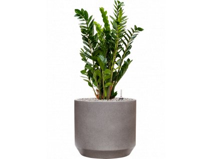 45708 1 zamioculcas zamiifolia v obalu rotunda urban substrat vulkastrat prumer 35 cm