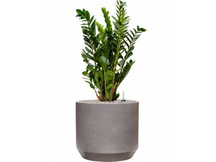 45708 1 zamioculcas zamiifolia v obalu rotunda urban substrat vulkastrat prumer 35 cm