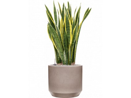 45714 1 sansevieria trifasciata laurentii v obalu rotunda urban substrat vulkastrat prumer 45 cm