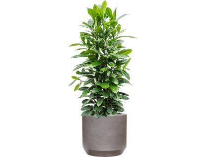 45723 1 ficus cyathistipula v obalu rotunda urban substrat vulkastrat prumer 45 cm