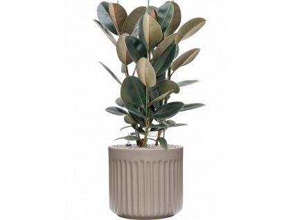 45747 1 ficus elastica abidjan v obalu doric natural substrat vulkastrat prumer 45 cm