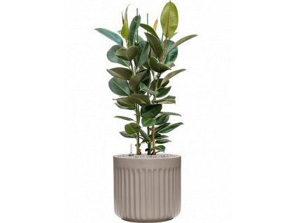 45750 1 ficus elastica robusta v obalu doric natural substrat vulkastrat prumer 45 cm